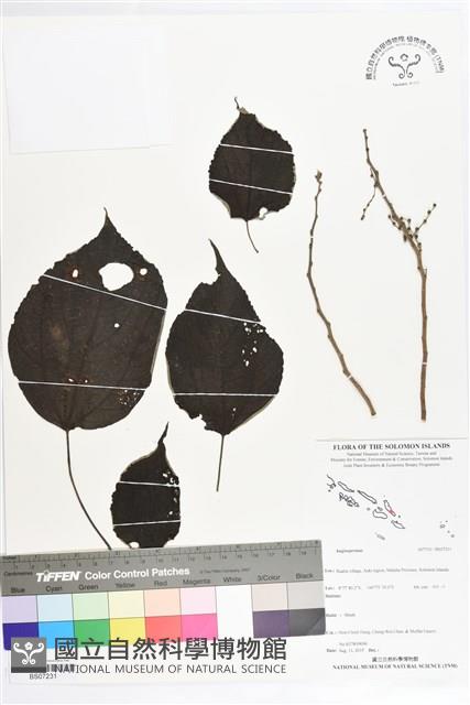 登錄號:BS07231藏品圖，第1張