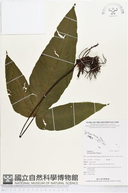 傅氏三叉蕨藏品圖，第1張