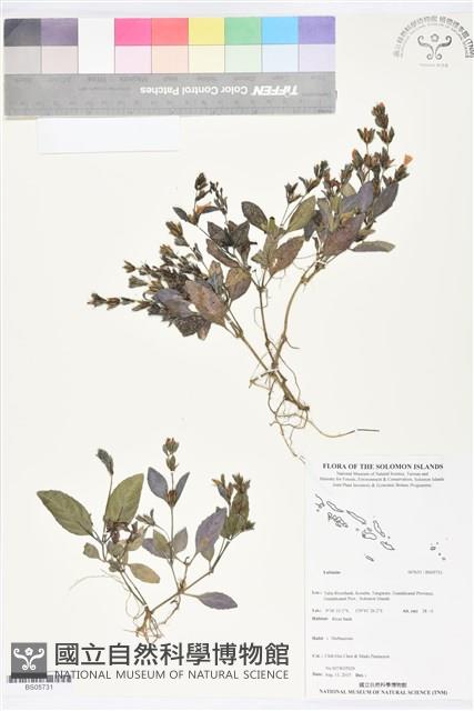 登錄號:BS05731藏品圖，第1張