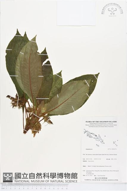 登錄號:BS04731藏品圖，第1張