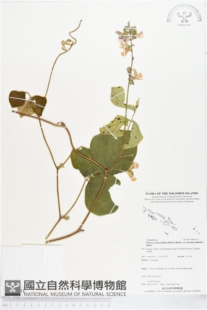 爪哇葛藤藏品圖，第1張