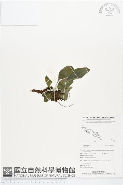 登錄號:BP00531藏品圖，第1張