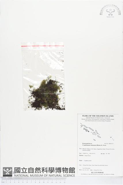 團扇蕨藏品圖，第1張