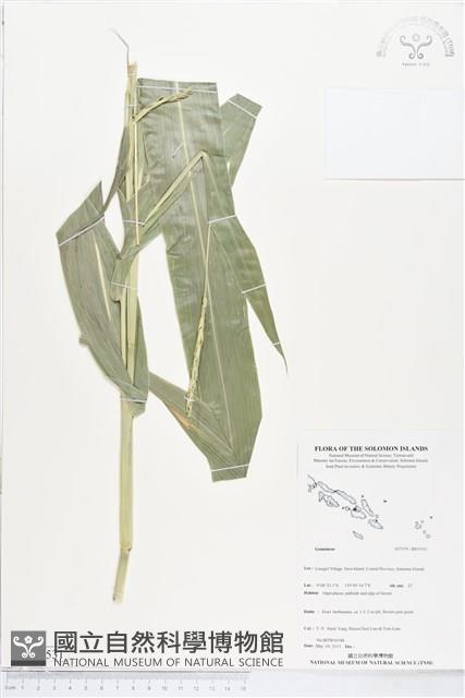 登錄號:BS05531藏品圖，第1張