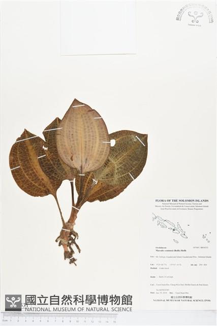 登錄號:BS04531藏品圖，第1張