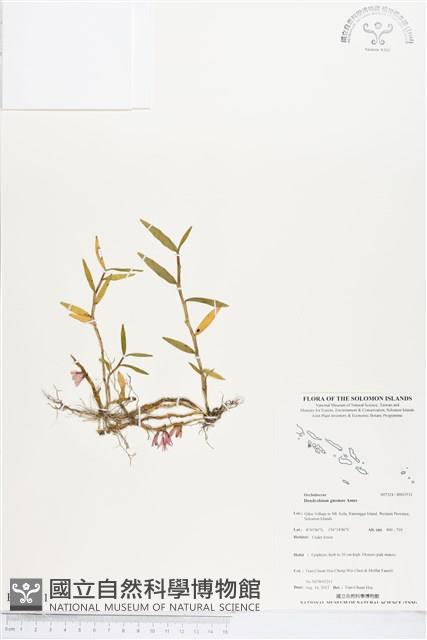 登錄號:BS03531藏品圖，第1張