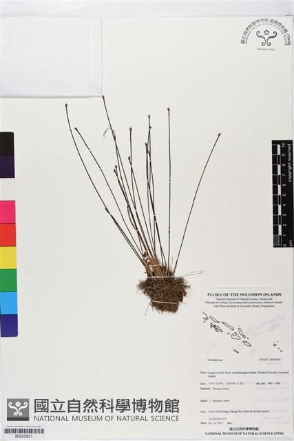 登錄號:BS05931藏品圖，第1張