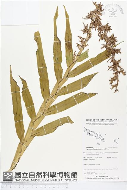 登錄號:BS03931藏品圖，第1張