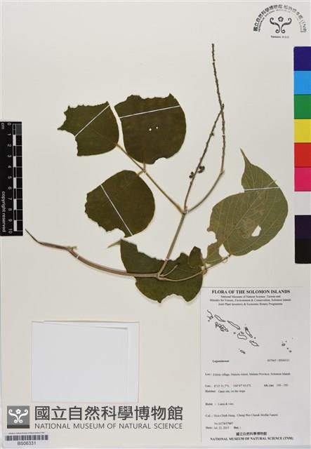 登錄號:BS06331藏品圖，第1張