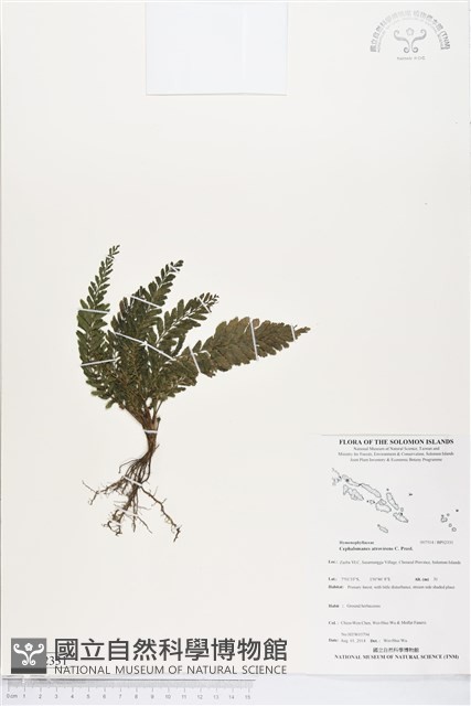 登錄號:BP02331藏品圖，第1張
