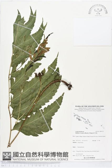 登錄號:BP01331藏品圖，第1張