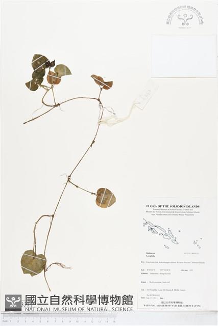 登錄號:BS05331藏品圖，第1張