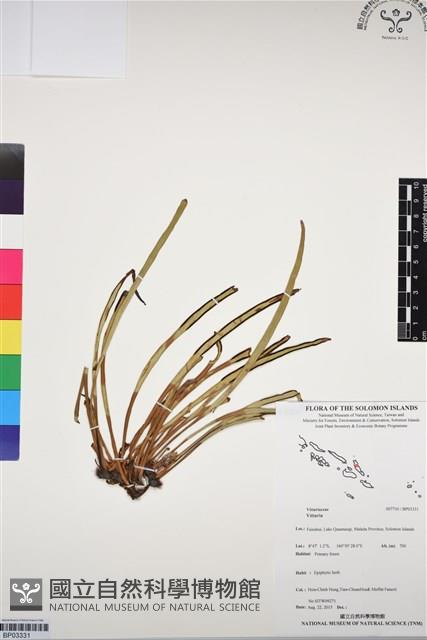 登錄號:BP03331藏品圖，第1張