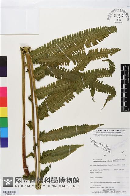 登錄號:BP02825藏品圖，第1張