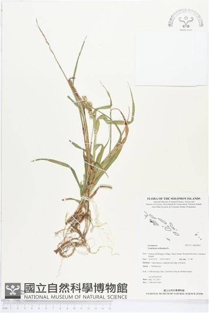 蒺藜草藏品圖，第1張