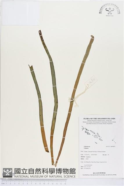 登錄號:BP00825藏品圖，第1張