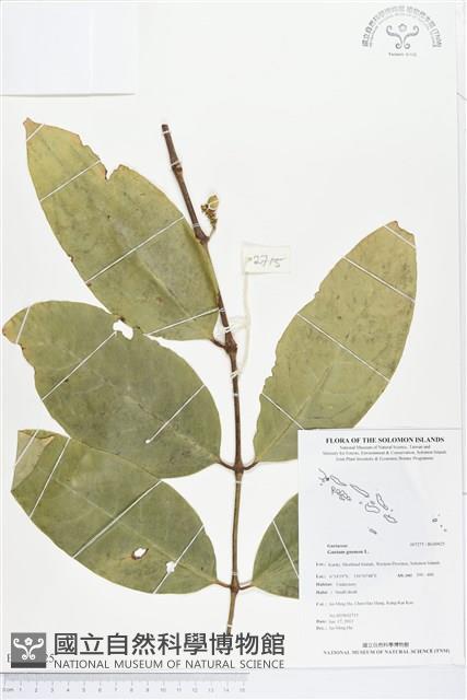 買麻樹藏品圖，第1張