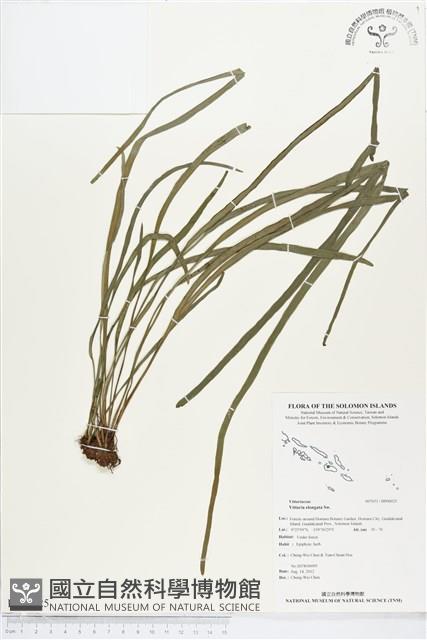 唇邊書帶蕨藏品圖，第1張