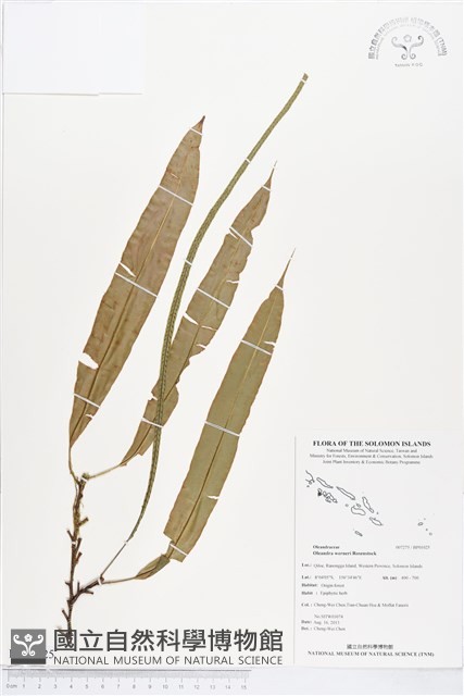 登錄號:BP01025藏品圖，第1張