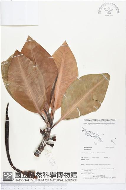 登錄號:BS04025藏品圖，第1張