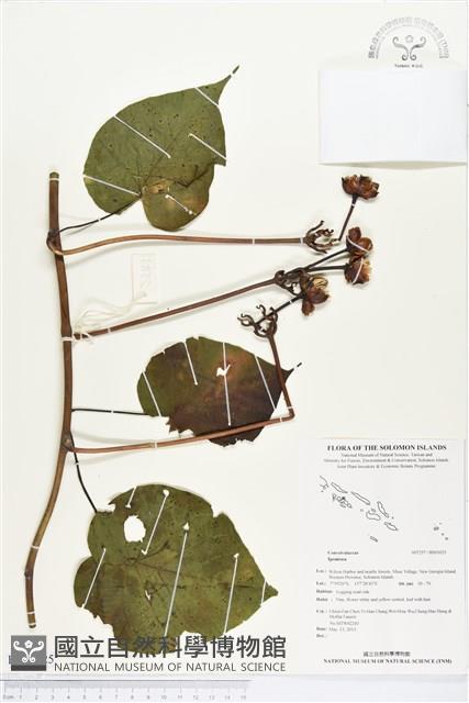 登錄號:BS03025藏品圖，第1張