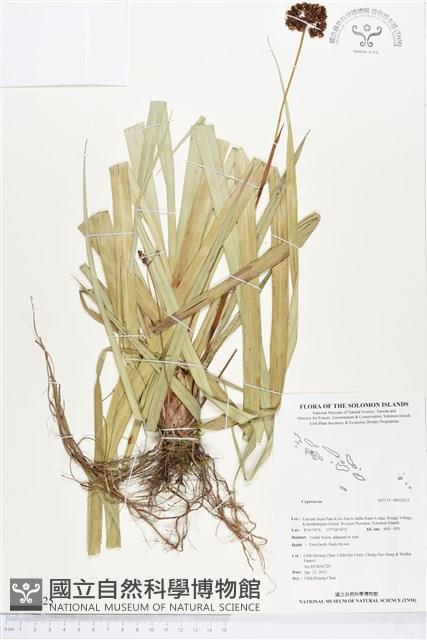 登錄號:BS02625藏品圖，第1張