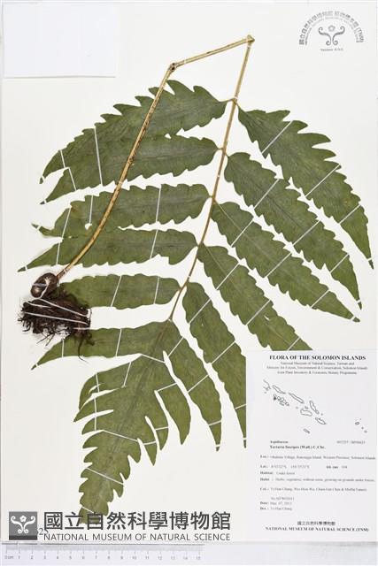 屏東三叉蕨藏品圖，第1張