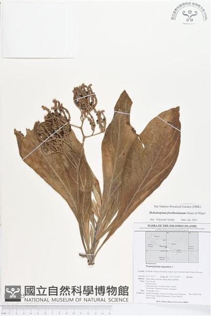 白水木藏品圖，第1張