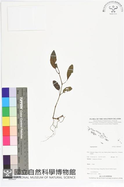 登錄號:BS05625藏品圖，第1張
