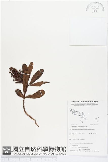 紅欖李藏品圖，第1張