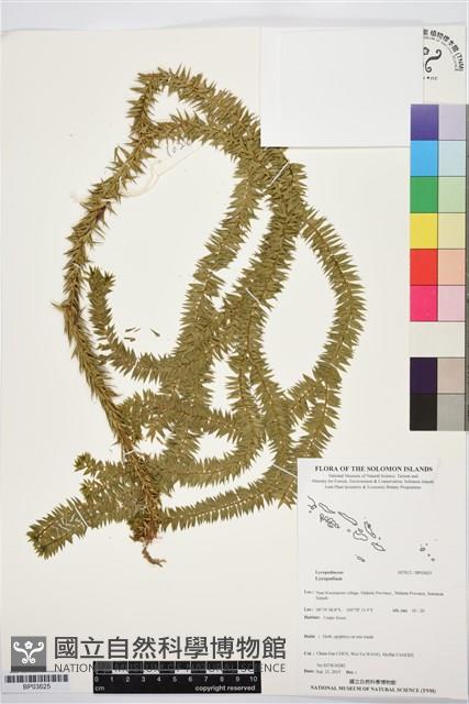 登錄號:BP03625藏品圖，第1張