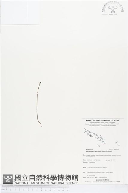 小鬼蘭藏品圖，第1張