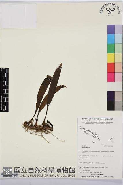 登錄號:BS07625藏品圖，第1張