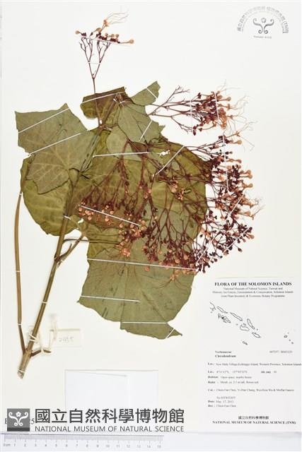 登錄號:BS03125藏品圖，第1張