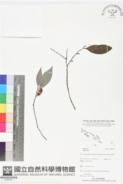 登錄號:BS06425藏品圖，第1張