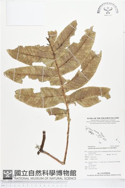 登錄號:BP00425藏品圖，第1張