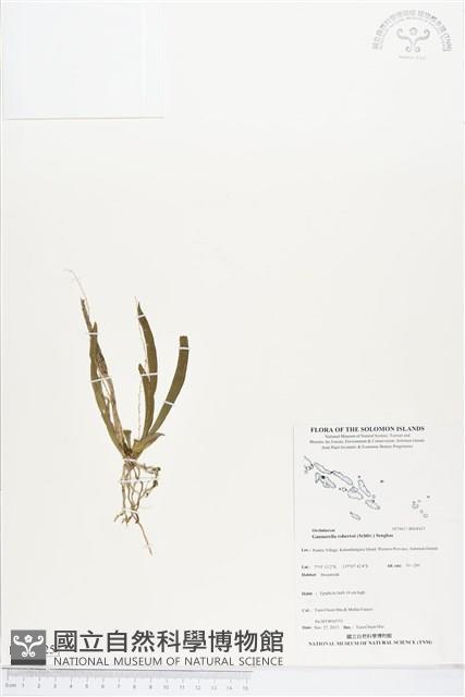 登錄號:BS04425藏品圖，第1張