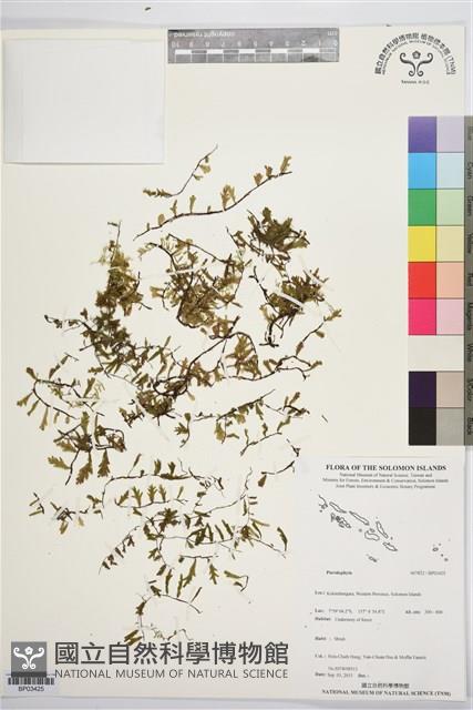 登錄號:BP03425藏品圖，第1張