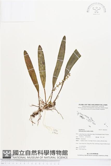 登錄號:BS03425藏品圖，第1張