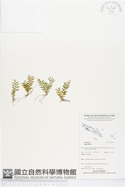 登錄號:BS04225藏品圖，第1張