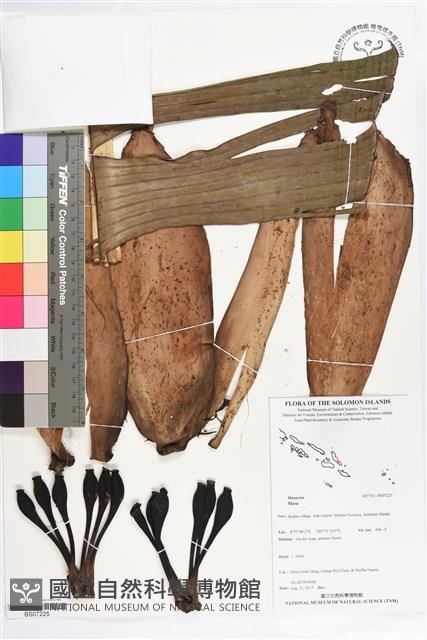 登錄號:BS07225藏品圖，第1張