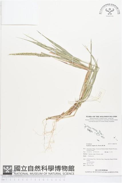 細穗草藏品圖，第1張