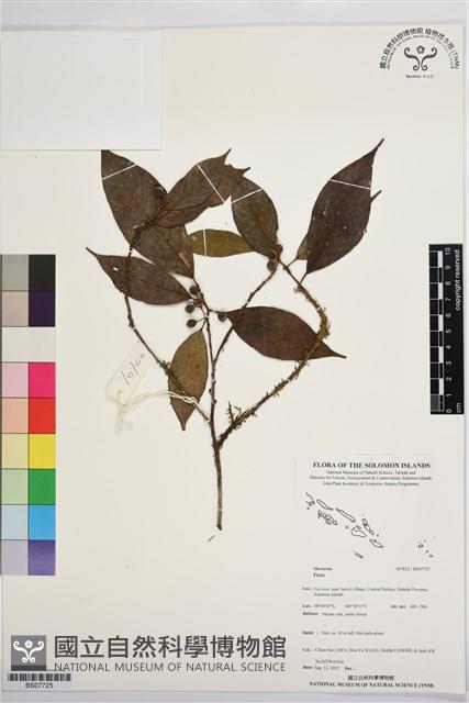 登錄號:BS07725藏品圖，第1張