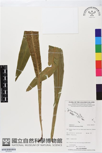 登錄號:BP02525藏品圖，第1張