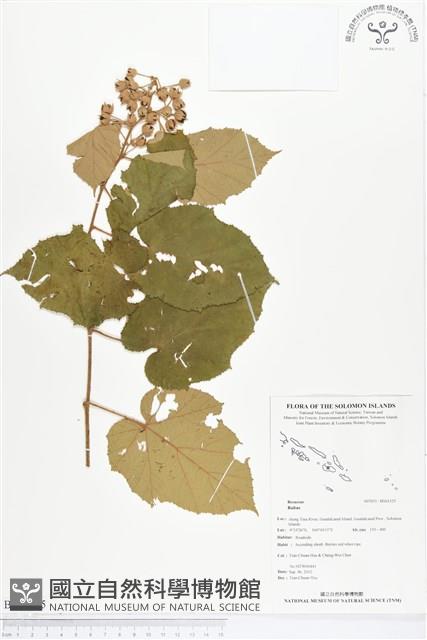 登錄號:BS01525藏品圖，第1張