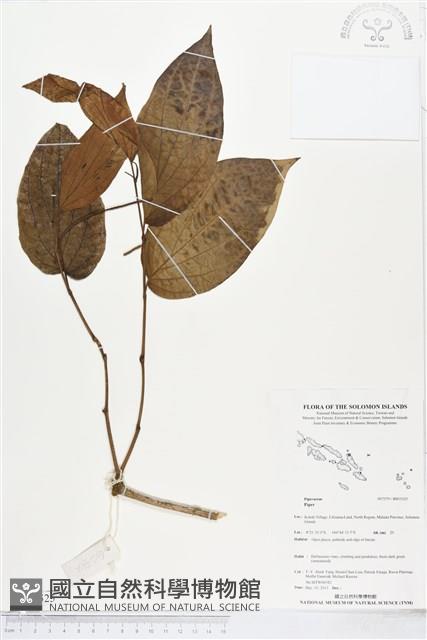 登錄號:BS05525藏品圖，第1張