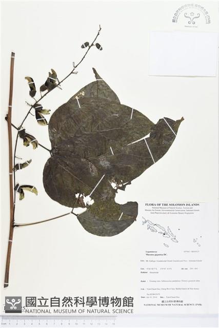 恆春血藤藏品圖，第1張