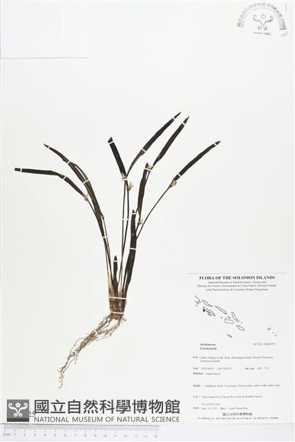 登錄號:BS03525藏品圖，第1張