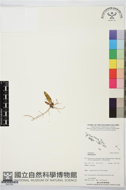 登錄號:BS07525藏品圖，第1張