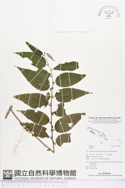 歪葉榕藏品圖，第1張